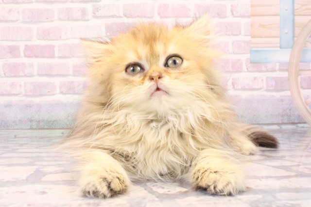 兵庫県のペルシャ (Coo&RIKU神戸垂水店/2025年10月22日生まれ/女の子/シェーデットゴールデン)の子猫の1枚目の画像