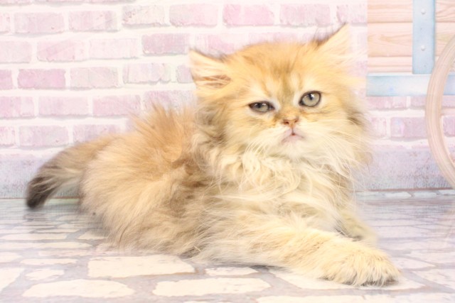 兵庫県のペルシャ (Coo&RIKU神戸垂水店/2025年10月22日生まれ/女の子/シェーデットゴールデン)の子猫の2枚目の画像