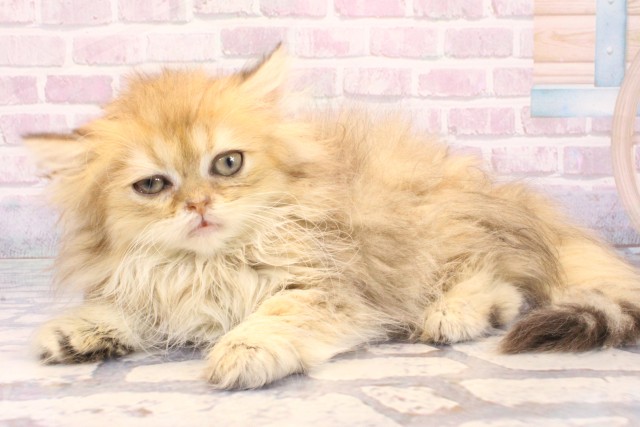 兵庫県のペルシャ (Coo&RIKU神戸垂水店/2025年10月22日生まれ/女の子/シェーデットゴールデン)の子猫の3枚目の画像