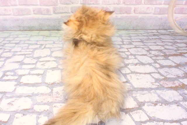 兵庫県のペルシャ (Coo&RIKU神戸垂水店/2025年10月22日生まれ/女の子/シェーデットゴールデン)の子猫の4枚目の画像