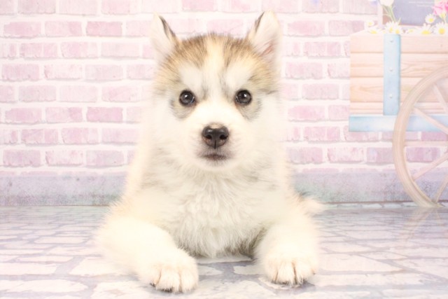 兵庫県のシベリアンハスキー (Coo&RIKU丹波店/2025年10月23日生まれ/男の子/シルバーホワイト)の子犬の1枚目の画像