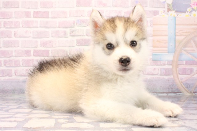 兵庫県のシベリアンハスキー (Coo&RIKU丹波店/2025年10月23日生まれ/男の子/シルバーホワイト)の子犬の2枚目の画像