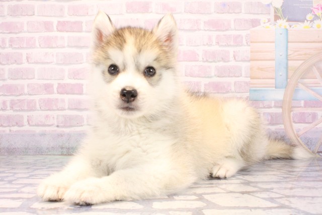 兵庫県のシベリアンハスキー (Coo&RIKU丹波店/2025年10月23日生まれ/男の子/シルバーホワイト)の子犬の3枚目の画像