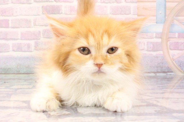 奈良県のマンチカン (Coo&RIKU奈良新庄店/2025年10月20日生まれ/女の子/レッドタビーホワイト)の子猫の1枚目の画像