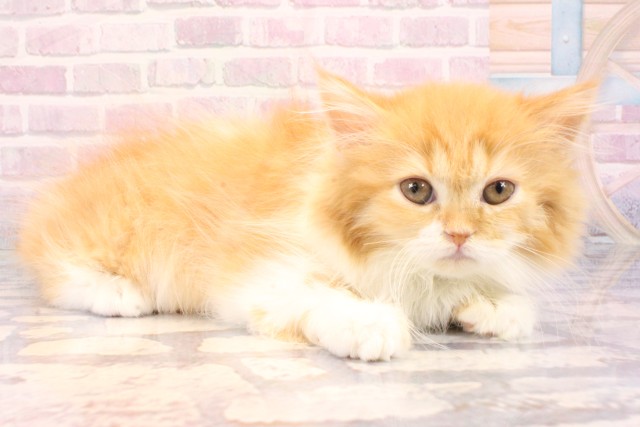 奈良県のマンチカン (Coo&RIKU奈良新庄店/2025年10月20日生まれ/女の子/レッドタビーホワイト)の子猫の2枚目の画像