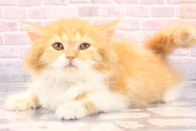 奈良県のマンチカン (Coo&RIKU奈良新庄店/2025年10月20日生まれ/女の子/レッドタビーホワイト)の子猫の3枚目の画像