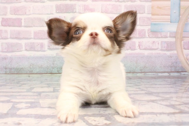兵庫県のチワワ(ロング) (Coo&RIKU丹波店/2025年10月29日生まれ/女の子/ホワイトチョコレート)の子犬の1枚目の画像