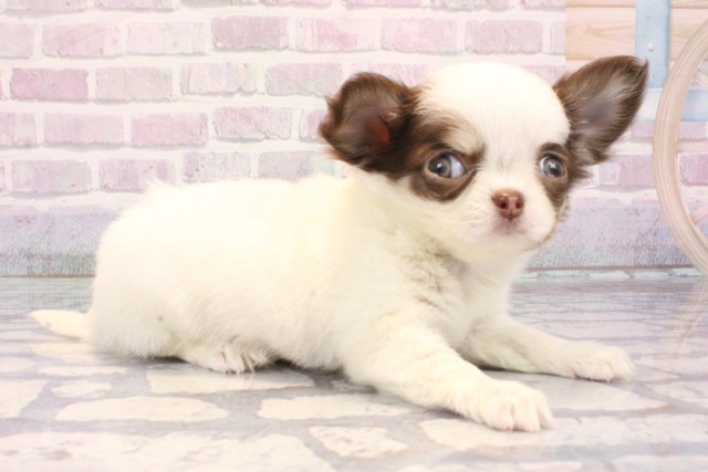 兵庫県のチワワ(ロング) (Coo&RIKU丹波店/2025年10月29日生まれ/女の子/ホワイトチョコレート)の子犬の2枚目の画像