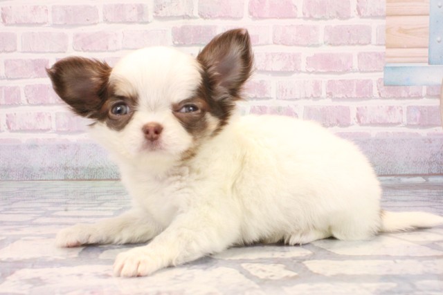 兵庫県のチワワ(ロング) (Coo&RIKU丹波店/2025年10月29日生まれ/女の子/ホワイトチョコレート)の子犬の3枚目の画像