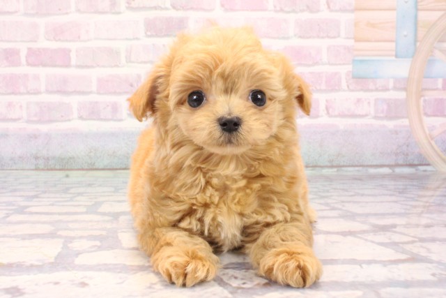 京都府のチワプー/プーチー(チワワ×プードル) (Coo&RIKU舞鶴店/2025年10月24日生まれ/男の子/クリーム)の子犬の1枚目の画像