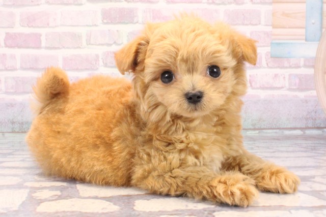 京都府のチワプー/プーチー(チワワ×プードル) (Coo&RIKU舞鶴店/2025年10月24日生まれ/男の子/クリーム)の子犬の2枚目の画像