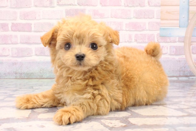 京都府のチワプー/プーチー(チワワ×プードル) (Coo&RIKU舞鶴店/2025年10月24日生まれ/男の子/クリーム)の子犬の3枚目の画像