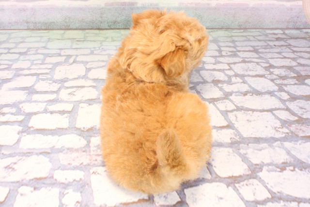 京都府のチワプー/プーチー(チワワ×プードル) (Coo&RIKU舞鶴店/2025年10月24日生まれ/男の子/クリーム)の子犬の4枚目の画像