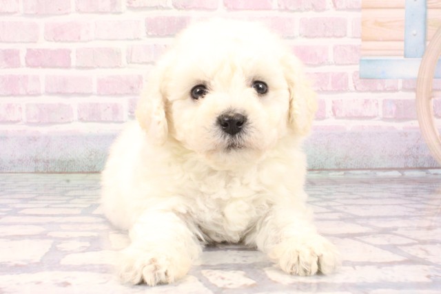 兵庫県のビションフリーゼ (Coo&RIKU神戸東灘店/2025年10月29日生まれ/男の子/ホワイト)の子犬の1枚目の画像