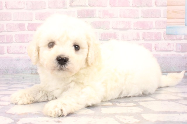 兵庫県のビションフリーゼ (Coo&RIKU神戸東灘店/2025年10月29日生まれ/男の子/ホワイト)の子犬の3枚目の画像