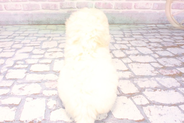 兵庫県のビションフリーゼ (Coo&RIKU神戸東灘店/2025年10月29日生まれ/男の子/ホワイト)の子犬の4枚目の画像