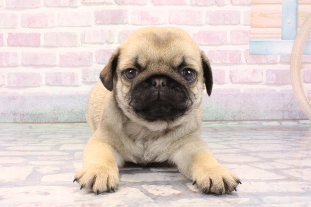 奈良県のパグ (Coo&RIKU奈良富雄南店/2025年10月28日生まれ/男の子/フォーン)の子犬の1枚目の画像