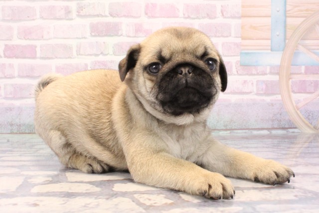 奈良県のパグ (Coo&RIKU奈良富雄南店/2025年10月28日生まれ/男の子/フォーン)の子犬の2枚目の画像