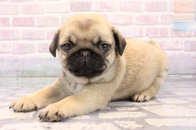 奈良県のパグ (Coo&RIKU奈良富雄南店/2025年10月28日生まれ/男の子/フォーン)の子犬の3枚目の画像