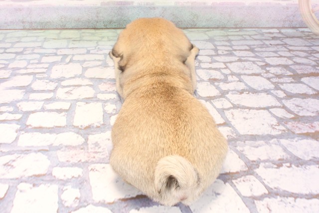 奈良県のパグ (Coo&RIKU奈良富雄南店/2025年10月28日生まれ/男の子/フォーン)の子犬の4枚目の画像