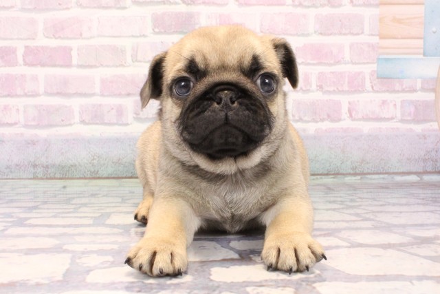 大阪府のパグ (Coo&RIKU城東古市店/2025年10月28日生まれ/男の子/フォーン)の子犬の1枚目の画像