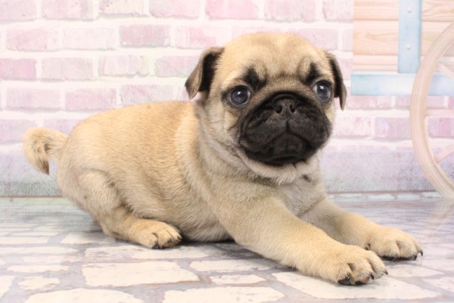 大阪府のパグ (Coo&RIKU城東古市店/2025年10月28日生まれ/男の子/フォーン)の子犬の2枚目の画像