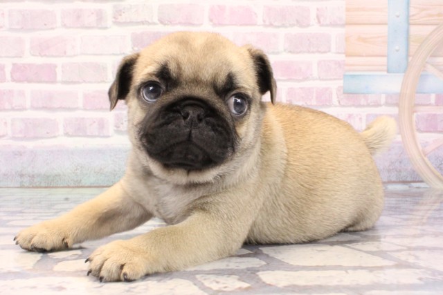 大阪府のパグ (Coo&RIKU城東古市店/2025年10月28日生まれ/男の子/フォーン)の子犬の3枚目の画像