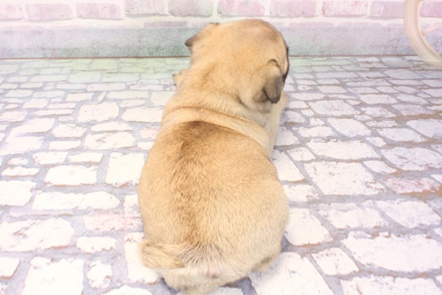 大阪府のパグ (Coo&RIKU城東古市店/2025年10月28日生まれ/男の子/フォーン)の子犬の4枚目の画像