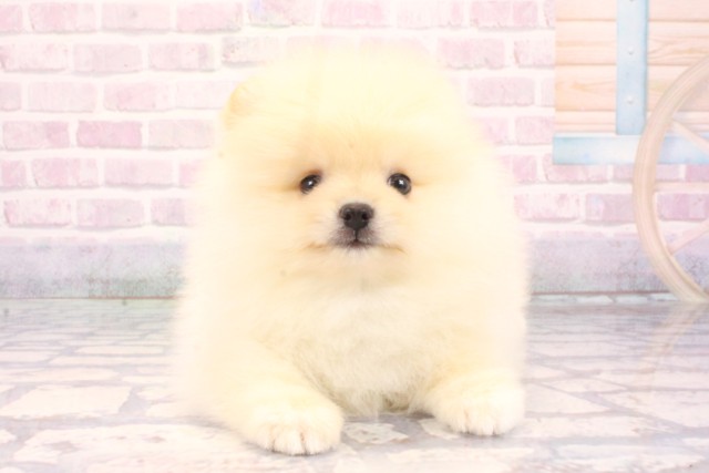 大阪府のポメラニアン (Coo&RIKU東大阪店/2025年10月30日生まれ/男の子/クリーム)の子犬の1枚目の画像