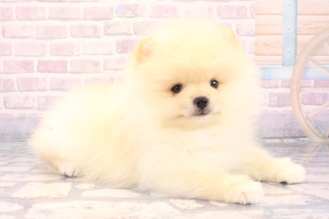 大阪府のポメラニアン (Coo&RIKU東大阪店/2025年10月30日生まれ/男の子/クリーム)の子犬の2枚目の画像