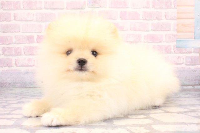 大阪府のポメラニアン (Coo&RIKU東大阪店/2025年10月30日生まれ/男の子/クリーム)の子犬の3枚目の画像