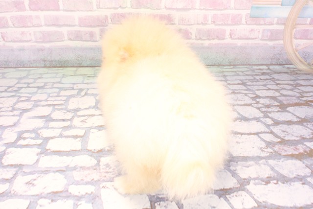 大阪府のポメラニアン (Coo&RIKU東大阪店/2025年10月30日生まれ/男の子/クリーム)の子犬の4枚目の画像