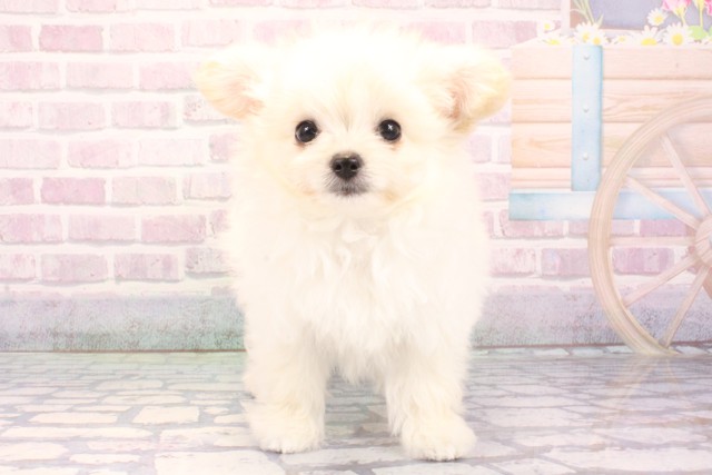 兵庫県のチワプー/プーチー(チワワ×プードル) (Coo&RIKU丹波店/2025年10月25日生まれ/女の子/クリーム)の子犬の1枚目の画像