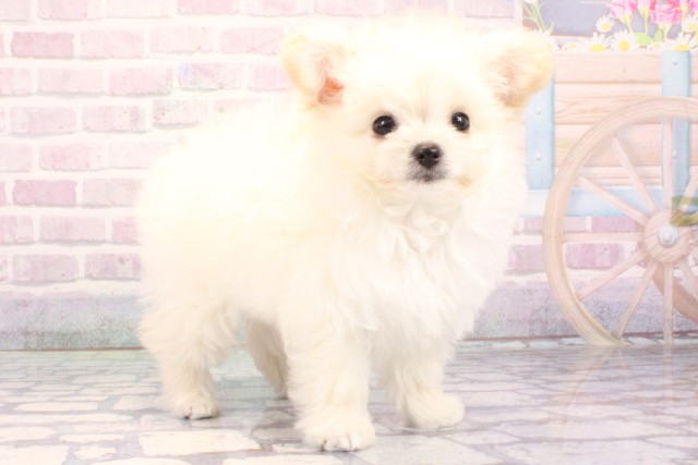 兵庫県のチワプー/プーチー(チワワ×プードル) (Coo&RIKU丹波店/2025年10月25日生まれ/女の子/クリーム)の子犬の2枚目の画像