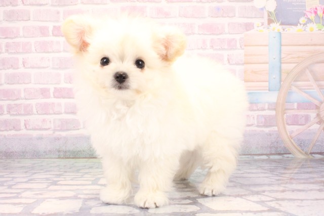 兵庫県のチワプー/プーチー(チワワ×プードル) (Coo&RIKU丹波店/2025年10月25日生まれ/女の子/クリーム)の子犬の3枚目の画像