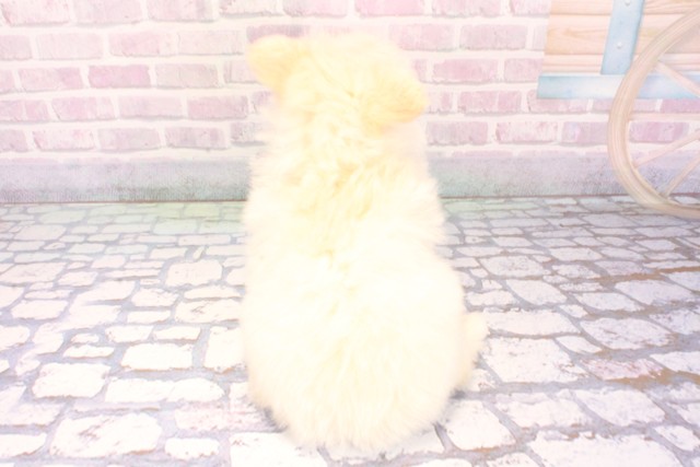 兵庫県のチワプー/プーチー(チワワ×プードル) (Coo&RIKU丹波店/2025年10月25日生まれ/女の子/クリーム)の子犬の4枚目の画像