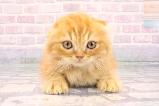 奈良県のスコティッシュフォールド (Coo&RIKU奈良富雄南店/2025年10月26日生まれ/男の子/レッドタビー)の子猫の1枚目の画像