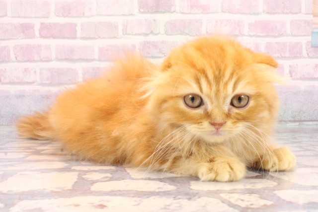 奈良県のスコティッシュフォールド (Coo&RIKU奈良富雄南店/2025年10月26日生まれ/男の子/レッドタビー)の子猫の2枚目の画像