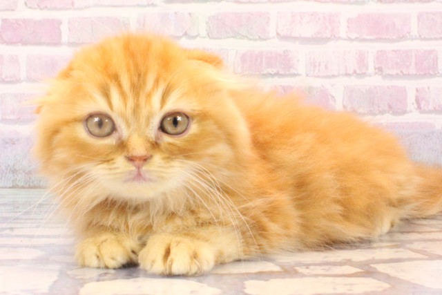 奈良県のスコティッシュフォールド (Coo&RIKU奈良富雄南店/2025年10月26日生まれ/男の子/レッドタビー)の子猫の3枚目の画像