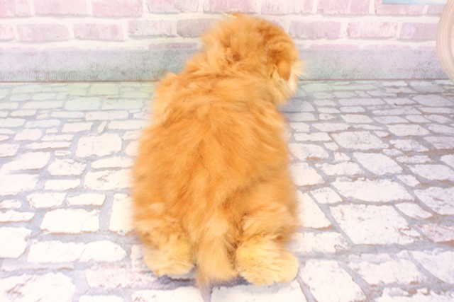 奈良県のスコティッシュフォールド (Coo&RIKU奈良富雄南店/2025年10月26日生まれ/男の子/レッドタビー)の子猫の4枚目の画像