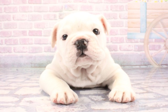 兵庫県のブルドッグ (Coo&RIKU尼崎店/2025年10月30日生まれ/男の子/ホワイト)の子犬