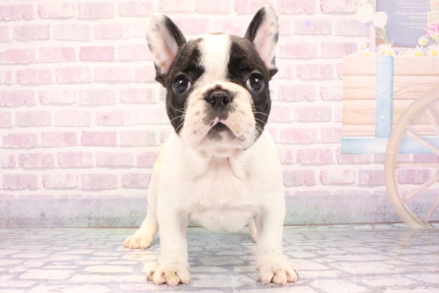 兵庫県のフレンチブルドッグ (Coo&RIKU神戸東灘店/2025年10月29日生まれ/女の子/パイド)の子犬の1枚目の画像