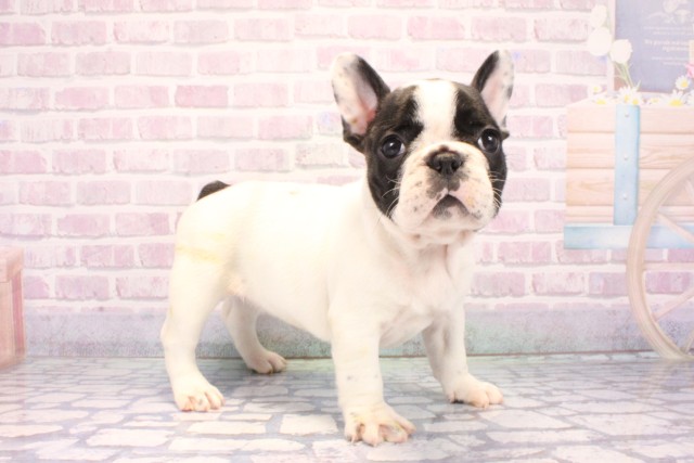 兵庫県のフレンチブルドッグ (Coo&RIKU神戸東灘店/2025年10月29日生まれ/女の子/パイド)の子犬の2枚目の画像