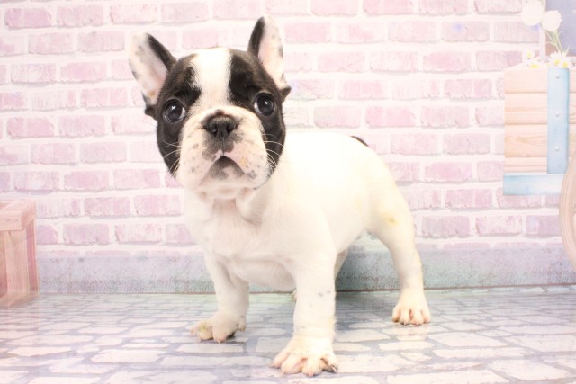 兵庫県のフレンチブルドッグ (Coo&RIKU神戸東灘店/2025年10月29日生まれ/女の子/パイド)の子犬の3枚目の画像