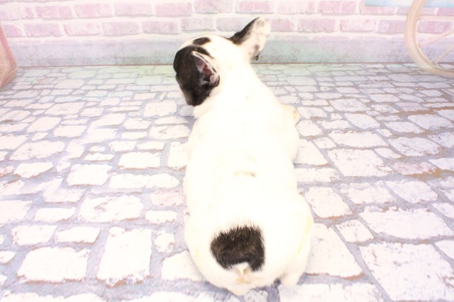 兵庫県のフレンチブルドッグ (Coo&RIKU神戸東灘店/2025年10月29日生まれ/女の子/パイド)の子犬の4枚目の画像