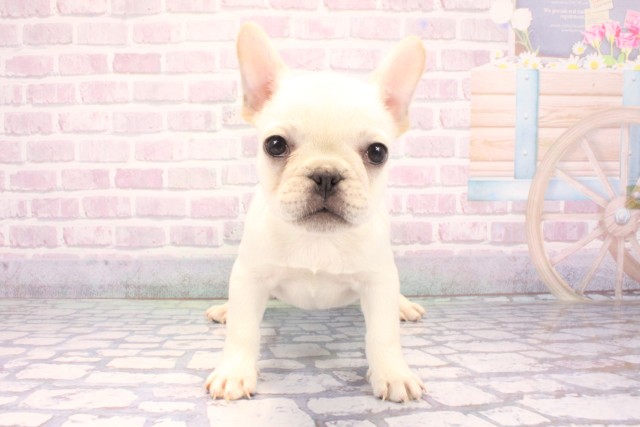 滋賀県のフレンチブルドッグ (Coo&RIKU東近江店/2025年10月23日生まれ/女の子/クリーム)の子犬の1枚目の画像