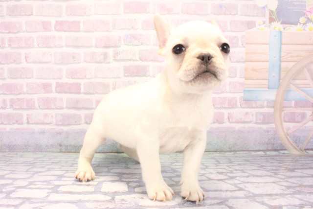 滋賀県のフレンチブルドッグ (Coo&RIKU東近江店/2025年10月23日生まれ/女の子/クリーム)の子犬の2枚目の画像