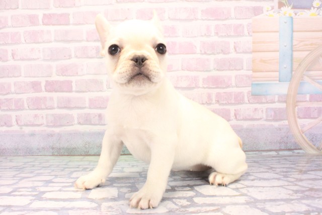 滋賀県のフレンチブルドッグ (Coo&RIKU東近江店/2025年10月23日生まれ/女の子/クリーム)の子犬の3枚目の画像