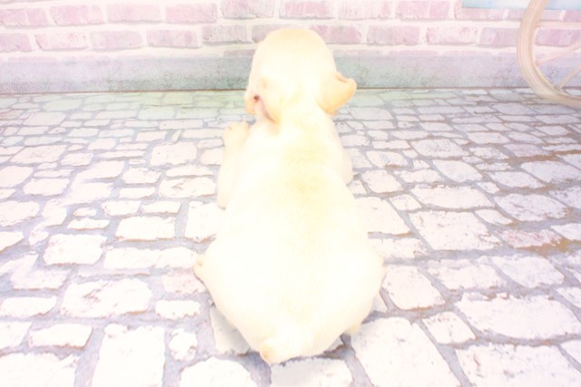 滋賀県のフレンチブルドッグ (Coo&RIKU東近江店/2025年10月23日生まれ/女の子/クリーム)の子犬の4枚目の画像