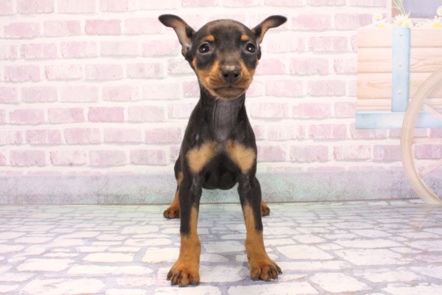 滋賀県のミニチュアピンシャー (Coo&RIKU長浜店/2025年10月28日生まれ/女の子/ブラックタン)の子犬